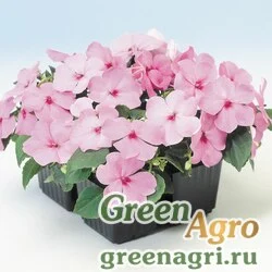 Семена Бальзамин Уоллера (Impatiens walleriana) "Balance F1" (pink) raw 1000 шт.