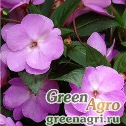 Семена Бальзамин новогвинейский (Impatiens New Guinea) "Divine F1" (blue pearl) raw 100 шт.