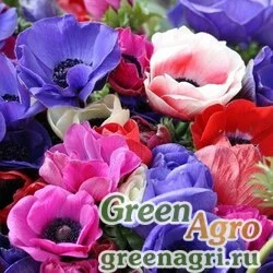 Семена Анемона красивая (Anemone speciosa) 2,5 гр.