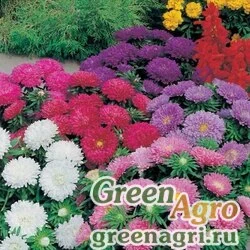 Семена Астра китайская (Callistephus chinensis) "Colour Carpet" (formula mixture) 50 гр.