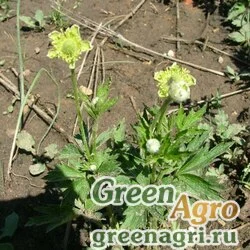 Семена Анемона мелкобородчатая (Anemone barbulata) 1 гр.