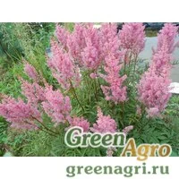 Семена Астильбе китайская (Astilbe chinensis) 5 гр.