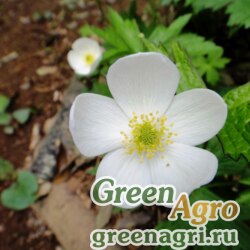 Семена Анемона вильчатая (Anemone dichotoma) 2,5 гр.