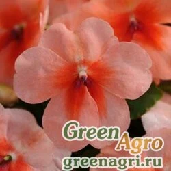 Семена Бальзамин Уоллера (Impatiens walleriana) "SUPER ELFIN – XP F1" (SALMON SPLASH) raw 500 шт.