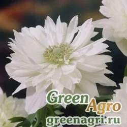 Семена Анемона многораздельная (Anemone multifida) "Annabella" (white) raw Произв. 1000 шт.