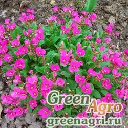 Семена Арабис кавказский (Arabis caucasica) "Little Treasure" (deep rose) raw 1000 шт.