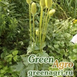 Семена Анемона цилиндрическая (Anemone cylindrica) 2 гр.