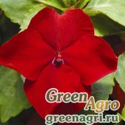 Семена Бальзамин Уоллера (Impatiens walleriana) "Accent  Premium F1" (red) raw 1000 шт.