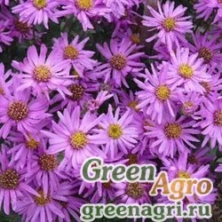 Семена Астра лазоревая (Aster azureus) 15 гр.
