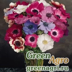 Семена Анемона  Мона Лиза Микс 1000шт