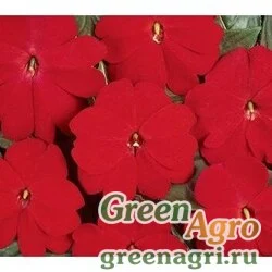 Семена Бальзамин новогвинейский (Impatiens New Guinea) "Divine F1" (scarlet red) raw Произв. 100 шт.