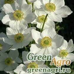 Семена Анемона нарциссоцветковая (Anemone narcissiflora) 2,5 гр.