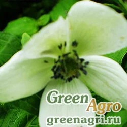 Семена Анемона Левелье (Anemone levellei) 1 гр.