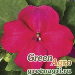 Семена Бальзамин Уоллера (Impatiens walleriana) "Accent F1" (burgundy) raw 1000 шт.