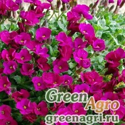 Семена Аубриета гибридная (Aubrieta hybrida) "Audrey F1" (red) raw 1000 шт.