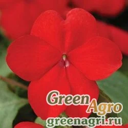 Семена Бальзамин Уоллера (Impatiens walleriana) "Super Elfin – XP F1" (red) raw 1000 шт.