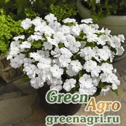 Семена Бальзамин Уоллера (Impatiens walleriana) "Accent  Premium F1" (white) raw 1000 шт.