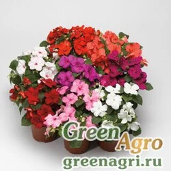 Семена Бальзамин Уоллера (Impatiens walleriana) "Accent  Premium F1" (mix) raw 1000 шт.