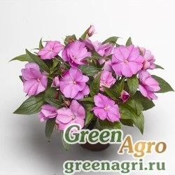 Семена Бальзамин новогвинейский (Impatiens New Guinea) "Florific F1" (lavender) raw Нов. 1000 шт.