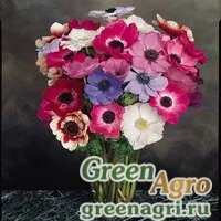 Семена Анемона (Ветреница) корончатая (Anemone coronaria) "Mona Lisa" (mix) raw 100 шт.