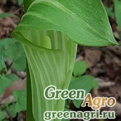 Семена Аризема мощная (Arisaema robustum) 10 гр.