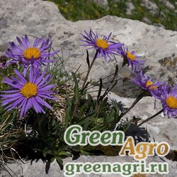 Семена Астра альпийская (Aster alpinus) (mix) 7 гр.