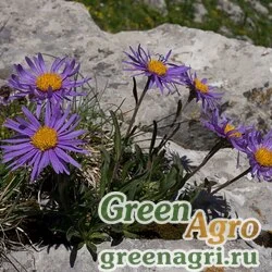 Семена Астра альпийская (Aster alpinus) (mix) 7 гр.