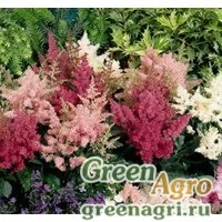 Семена Астильбе Арендса (Astilbe arendsii) "Astary" (Mix) pelleted 1000 шт.