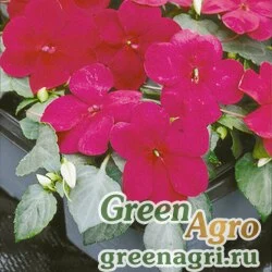 Семена Бальзамин Уоллера (Impatiens walleriana) "Balance F1" (burgundy) raw 1000 шт.