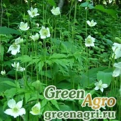 Семена Анемона виргинская (Anemone virginiana) 2,5 гр.