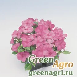 Семена Бальзамин Уоллера (Impatiens walleriana) "Balance F1" (lilac) raw 1000 шт.