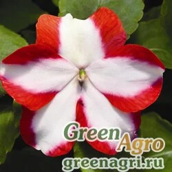 Семена Бальзамин Уоллера (Impatiens walleriana) "Accent  Premium F1" (orange star) raw 1000 шт.