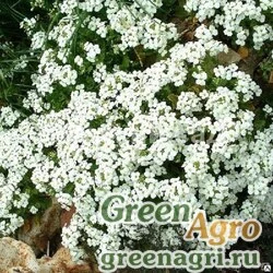 Семена Арабис Нордмана (Arabis nordmanniana) 1 гр.
