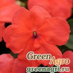 Семена Бальзамин Уоллера (Impatiens walleriana) "SUPER ELFIN – XP F1" (SCARLET) raw 500 шт.