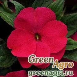 Семена Бальзамин новогвинейский (Impatiens New Guinea) "Divine F1" (burgundy) raw  100 шт.