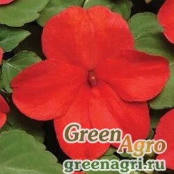 Семена Бальзамин Уоллера (Impatiens walleriana) "SUPER ELFIN – XP F1" (PUNCH) raw 500 шт.