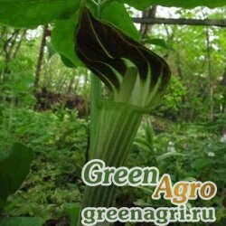 Семена Аризема амурская (Arisaema amurensis) 10 гр.