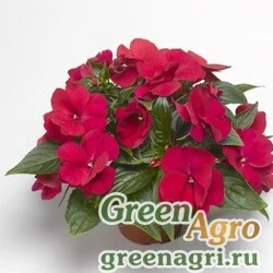 Семена Бальзамин новогвинейский (Impatiens New Guinea) "Florific F1" (red) raw Нов. 1000 шт.