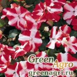Семена Бальзамин Уоллера (Impatiens walleriana) "Accent F1" (red star) raw 1000 шт.