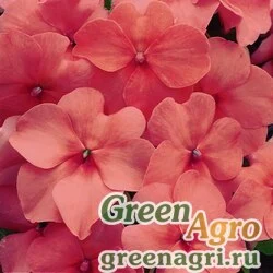 Семена Бальзамин Уоллера (Impatiens walleriana) "Accent  Premium F1" (salmon) raw 1000 шт.