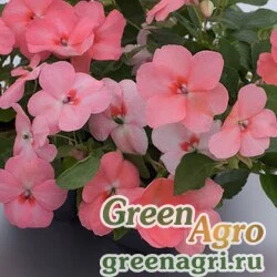 Семена Бальзамин уоллера (Impatiens walleriana) "Athena F1" (coral) raw 1000 шт.