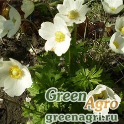 Семена Анемона многораздельная (Anemone multifida) 2,5 гр.