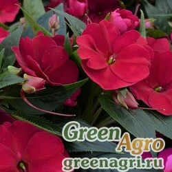 Семена Бальзамин новогвинейский (Impatiens New Guinea) "Divine F1" (cherry-red) raw 1000 уп