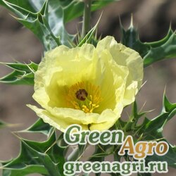 Семена Аргемона мексиканская бледно-желтая (Argemone mexicana ssp ochroleuca) 2 гр.