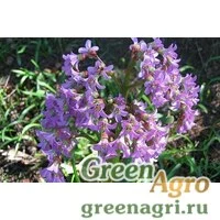 Семена Бадан тихоокеанский (Bergenia pacifica) 2 гр.