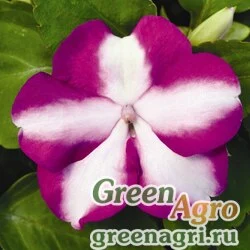 Семена Бальзамин Уоллера (Impatiens walleriana) "Accent  Premium F1" (violet star) raw 1000 шт.