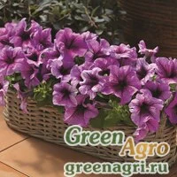 Семена Петуния крупноцветковая (Petunia grandiflora) "Bravo F1" (plum) raw 1000 шт.