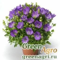 Семена Колокольчик карпатский (Campanula carpatica) "Pristar" (deep blue) raw 1000 шт.