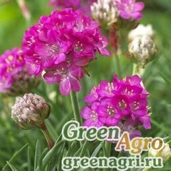 Семена Армерия морская (Armeria maritima) "Armada" (pink) raw 100 шт.