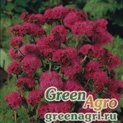 Семена Агератум мексиканский (Ageratum houstonianum) "RED SEA" (RED) pelleted 1000 шт.